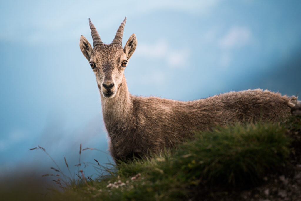 Swiss Alps_Steffen Egly-21